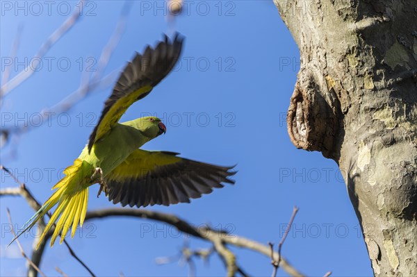 Rose-ringed parakeet (Psittacula krameri) in flight, wildlife, Germany, Europe