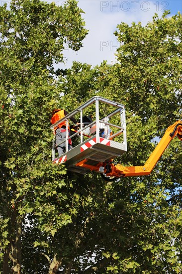 Workers on the work platform pruning or maintaining trees