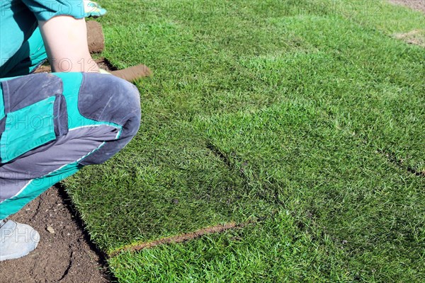 Gardener lays sod