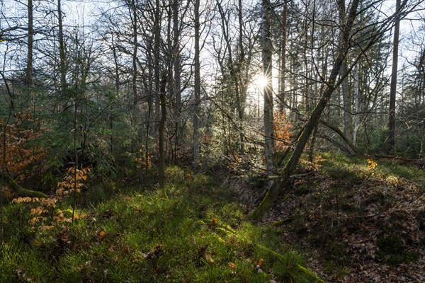 Mixed deciduous forest backlit with sun star, Barnbruch Forest nature reserve, Lower Saxony, Germany, Europe