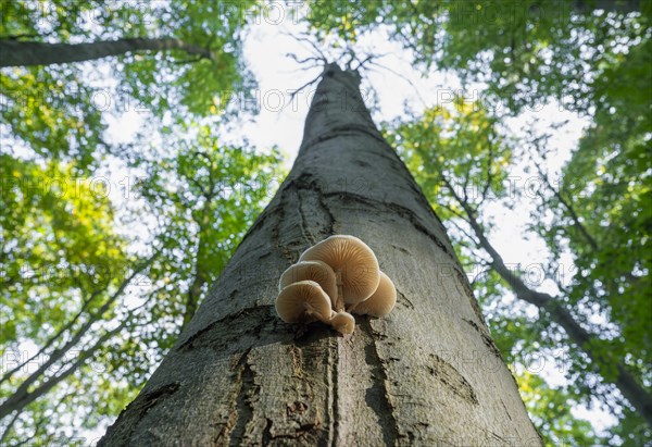 Porcelain fungus (Oudemansiella mucida), fruiting body on a beech trunk (Fagus sylvatica), Hainich National Park, Thuringia, Germany, Europe
