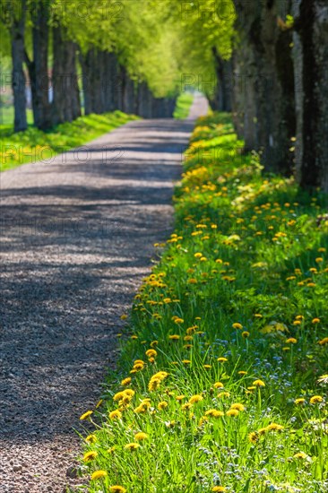 Tree Lined gravel road with lush green trees and flowering dandelion (Taraxacum officinale) in the summer