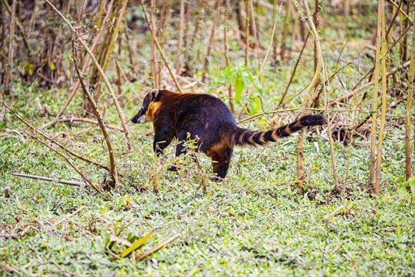 South American coati (nasua nasua) Pantanal Brazil