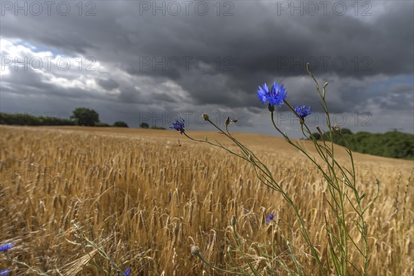 Rain clouds (Nimbostratus) over a ripe barleys (Hordeum vulgare), Vitense, Mecklenburg-Vorpommern, Germany, Europe