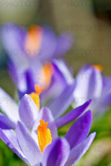 Spring crocus (Crocus Vernus) Munich, Bavaria, Germany, Europe