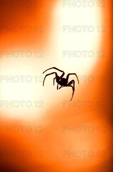 Garden spider (araneus diadematus) in back light of a street lamp