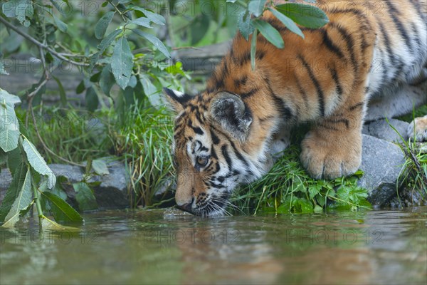 Siberian tiger (Panthera tigris altaica), young drinking water, captive, Germany, Europe