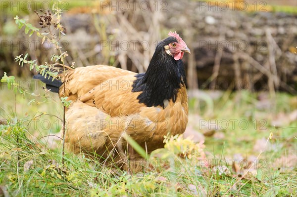 Chicken (Gallus gallus domesticus), 'Vorwerk', on a meadow, Bavaria, Germany, Europe
