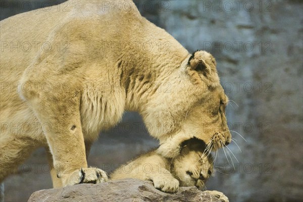 Asiatic lion (Panthera leo persica) mother with her cub on a rock, captive