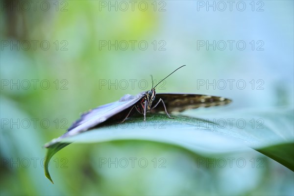 Peleides blue morpho butterfly (Morpho peleides) sitting on a leaf, Germany, Europe