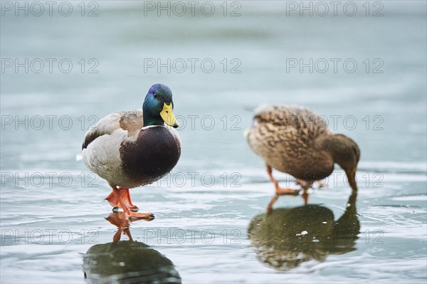 Wild duck (Anas platyrhynchos) male and female walking on the ice of a frozen lake, Bavaria, Germany, Europe