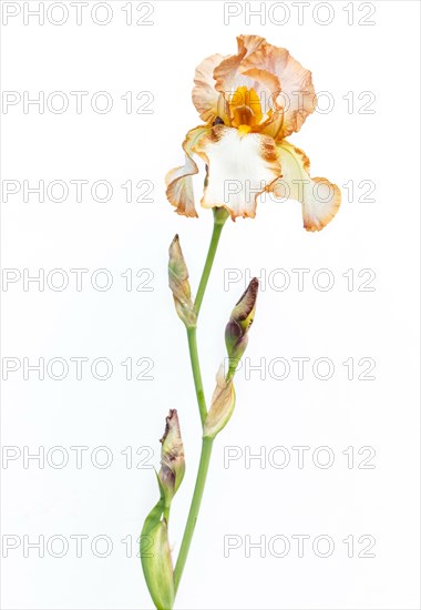 Beautiful multicolored iris flower isolated in white. Close up