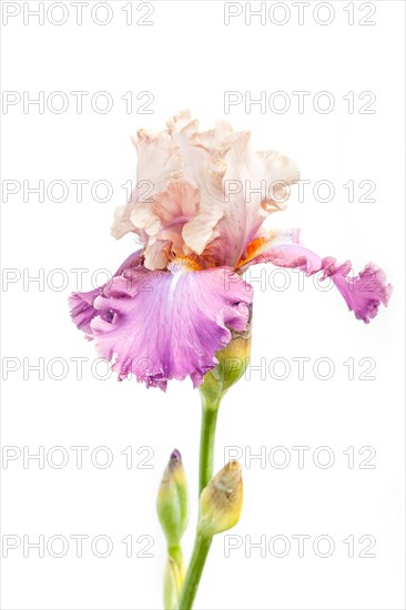 Beautiful multicolored iris flower isolated in white. Close up