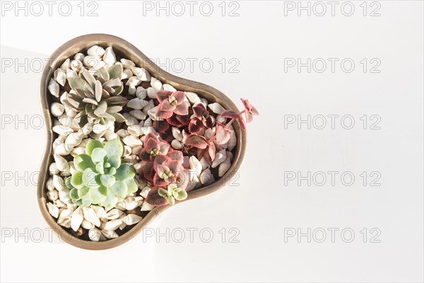 Small succulents in a ceramic pot on a white background with copy space. top view