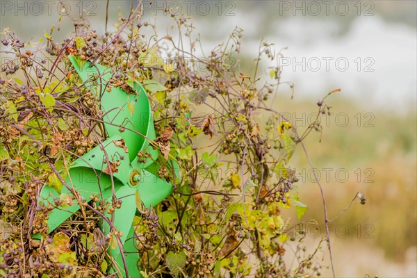 Green pinwheel entangled in vines and leaves with blurred background in South Korea