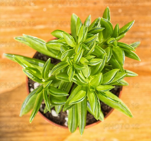 Beautiful little plant, succulent in a small flower pot. on the wooden background