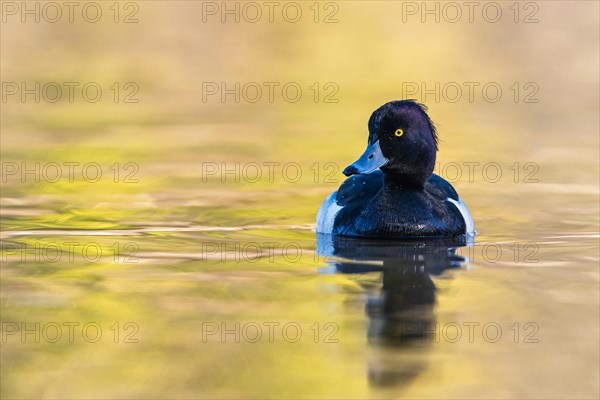 Male of Tufted Duck, Aythya fuligula, bird on water at winter time