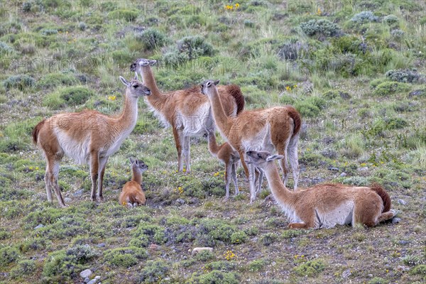 Guanaco (Llama guanicoe), Huanaco, group with young animals, Torres del Paine National Park, Patagonia, end of the world, Chile, South America