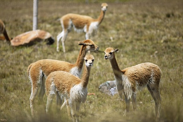 Vicunas or vicunas (Vicugna vicugna) in a meadow in the Andean highlands, Andahuaylas, Apurimac. region, Peru, South America