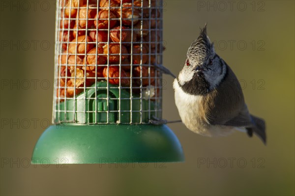 Crested tit (Lophophanes cristatus) adult bird on a bird feeder, Scotland, United Kingdom, Europe