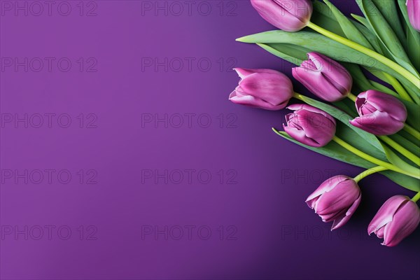Boquet of purple tulip spring flowers on purple background with copy space. KI generiert, generiert AI generated