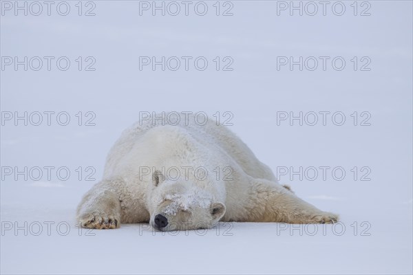 Polar bear (Ursus maritimus), sleeping in the snow, quiet, Kaktovik, Arctic National Wildlife Refuge, Alaska, USA, North America