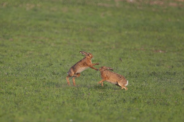 Brown hare (Lepus europaeus) two adult animals boxing in springtime farmland cereal field, Suffolk, England, United Kingdom, Europe