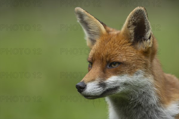 Red fox (Vulpes vulpes) adult animal head portrait, England, United Kingdom, Europe