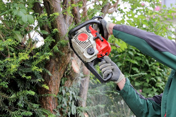 Tree felling, tree felling work. Close-up of a worker with a chainsaw