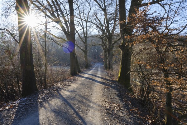 Sun star above the tree avenue, winter, Arnsberg Forest nature park Park, Sauerland, North Rhine-Westphalia, Germany, Europe