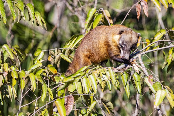 South American coati (nasua nasua) Pantanal Brazil