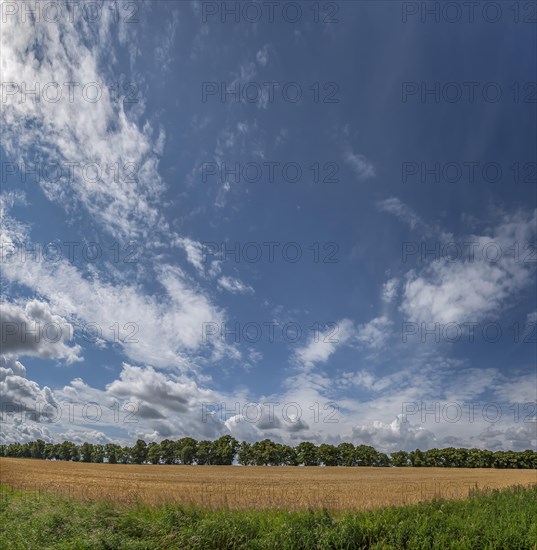 Avenue of large-leaved lindens (Tilia platyphyllos) Cornfield and cloudy sky, Rehna, Mecklenburg-Vorpommern, Germany, Europe