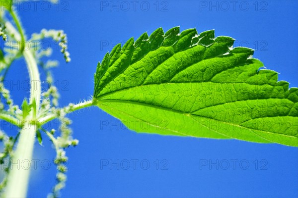 Common, burn or stinging nettle plant (urtica dioica urens)