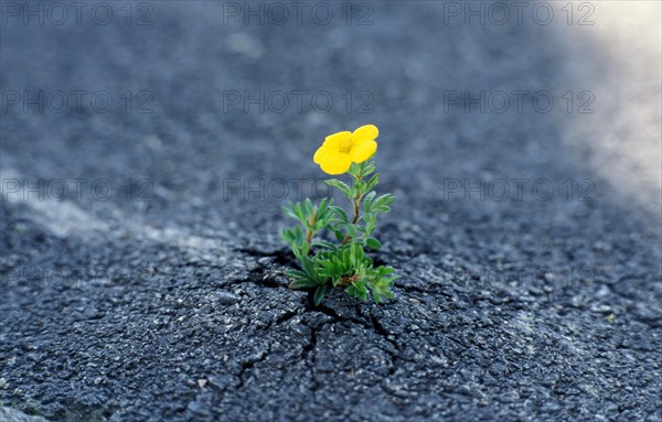 Shrubby cinquefoil (Potentilla fruticosa) seems to break through asphalt