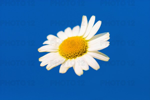 Ox-eye daisy (Leucanthemum vulgare)