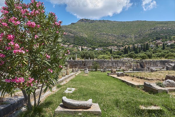 View of ancient ruins with blooming oleander and a mountainous landscape in the background, Archaeological site, Ancient Messene, capital of Messinia, Messini, Peloponnese, Greece, Europe