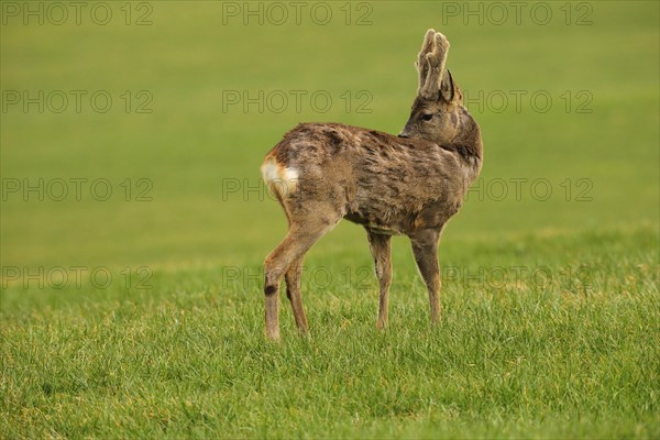 European roe deer (Capreolus capreolus) buck with velvet antlers in the meadow, Allgaeu, Bavaria, Germany, Europe