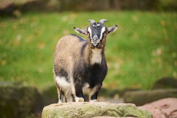 Domestic goat (Capra hircus) portrait, Bavaria, Germany, Europe