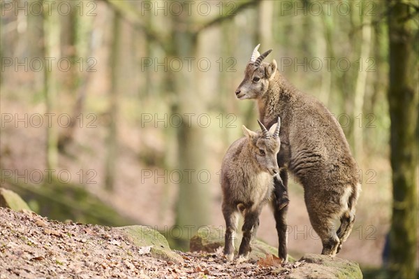 Alpine ibex (Capra ibex) youngsters playing with each others, Bavaria, Germany, Europe