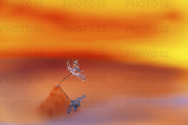 A macro image with a drop of water on a dandelion seed against a reddish background