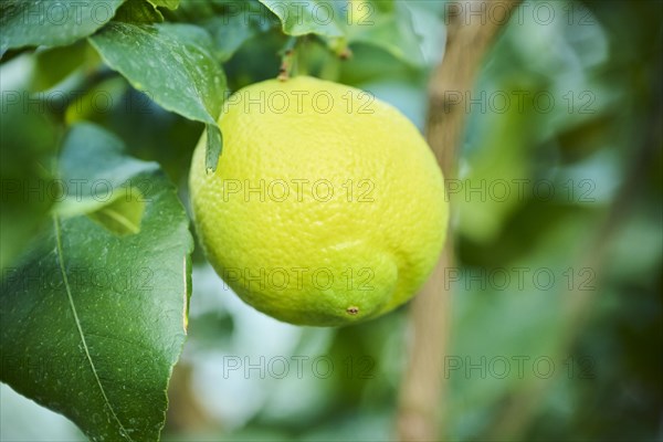 Lemon (Citrus x limon) fruits hanging on a tree in a greenhouse, Germany, Europe