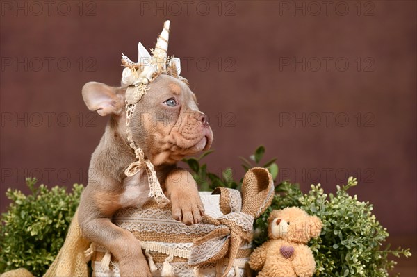 New Shade Isabella Tan French Bulldog dog with unicorn costume headband in front of brown background