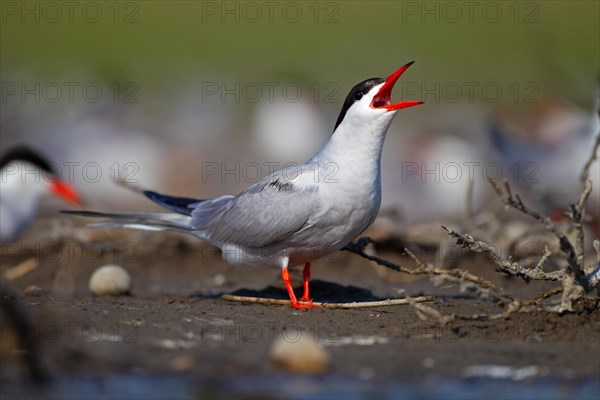 Common Tern (Sterna hirundo), calling in breeding colony, Danube Delta Biosphere Reserve, Romania, Europe