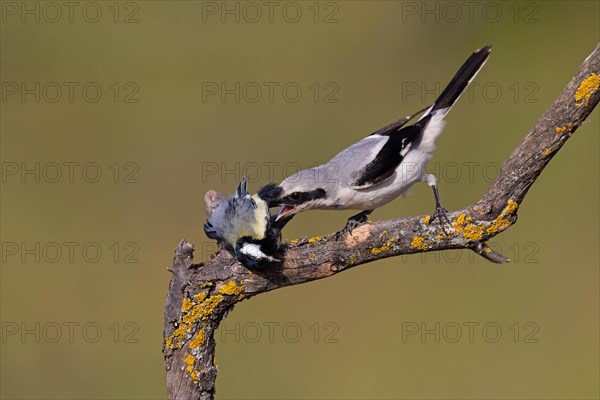 Great Grey Shrike (Lanius excubitor) with clutched Great Tit as prey, Thuringia, Germany, Europe