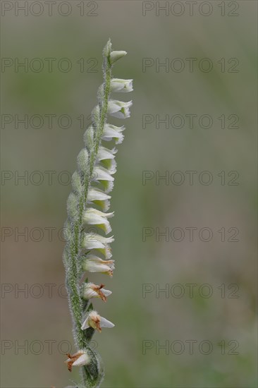 Autumn helleborine (Spiranthes spiralis), autumn helleborine, small orchids, very rare, flowering panicle on a nutrient-poor meadow, close-up, Hesse, Germany, Europe