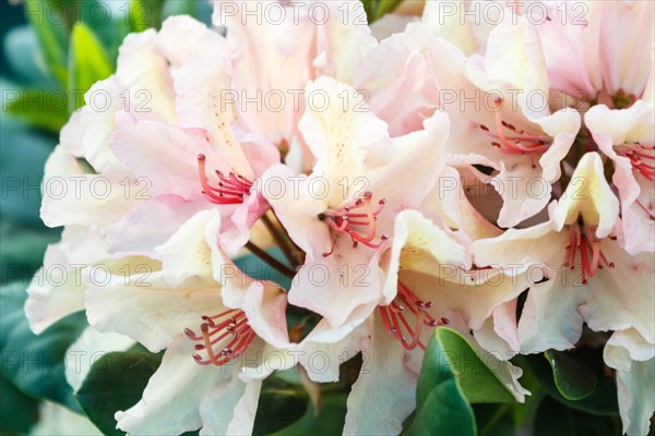 Rhododendron (azalea) flowers of various colors in the spring garden. Closeup. Blurred background