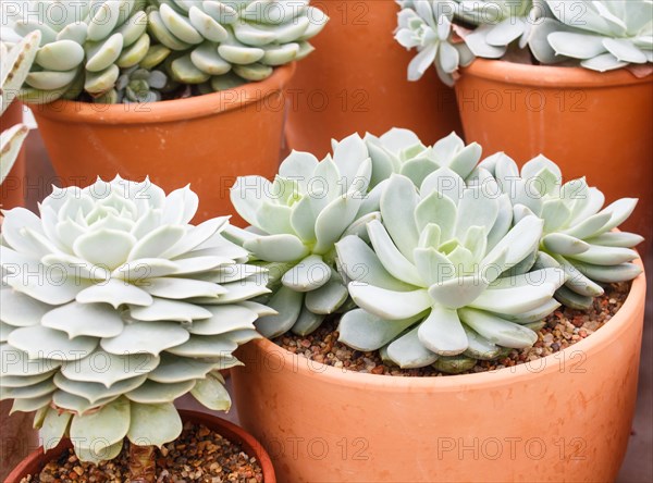 Various types of succulent in flower pots in the greenhouse. Closeup, selective focus