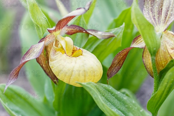 Beautiful orchids of different colors on green background in the garden. Lady's-slipper hybrids. Close up