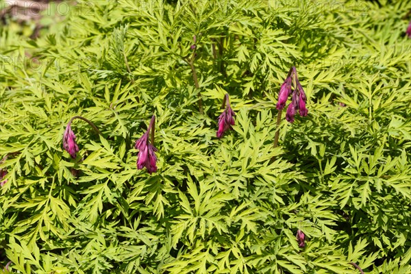 Blooming purple dicentra with ornamental leaves in the garden