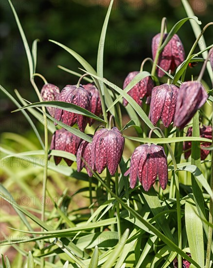 Snake's Head Fritillary (Fritillaria meleagris) on green blurred background